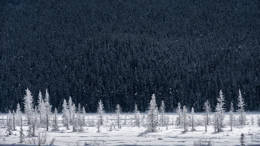 Dark winter forest above a line of snow-covered trees.