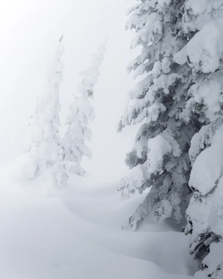 Minimal snowy forest fading into white fog.