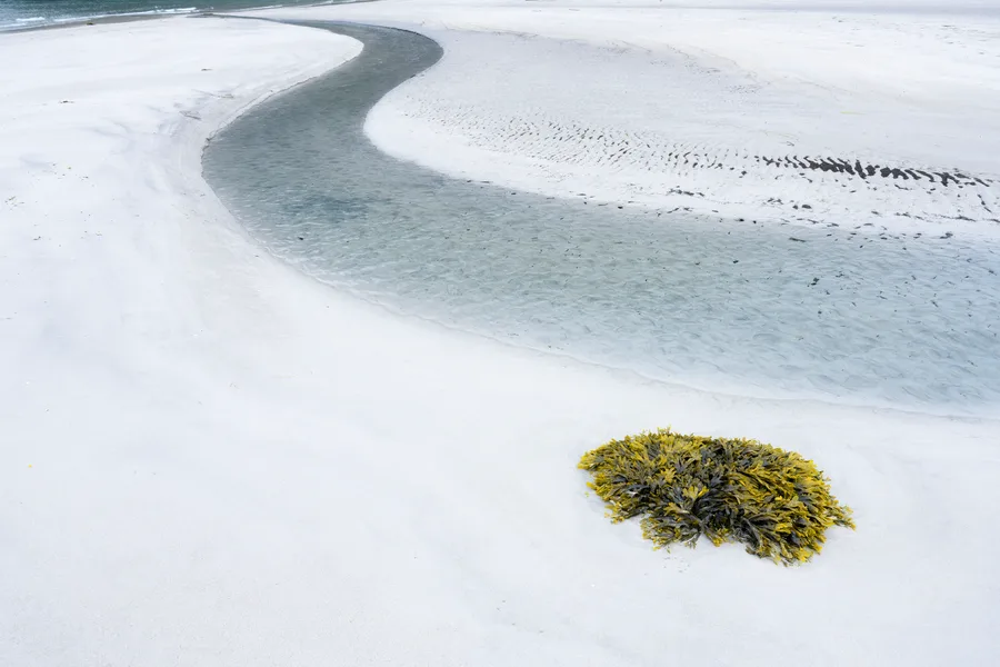A lone seaweed lay on the white sand beach along a blue stream
