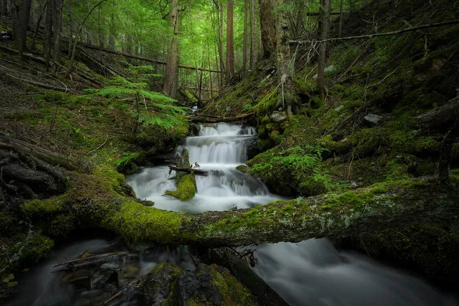Small waterfall flowing through a lush green forest.