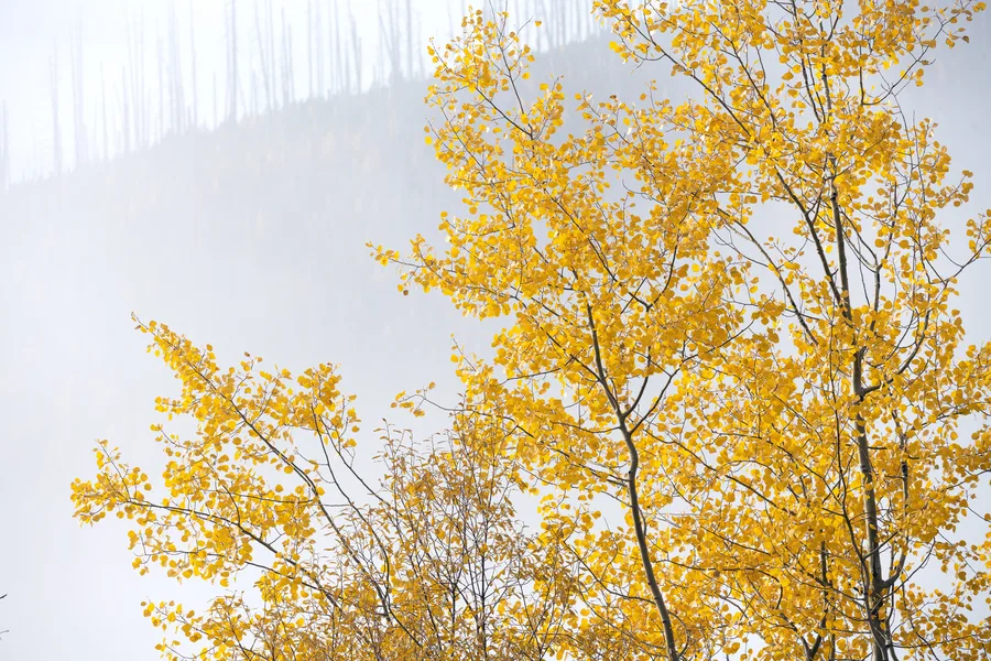 Sunlit golden larches rise against a dark forested hillside.