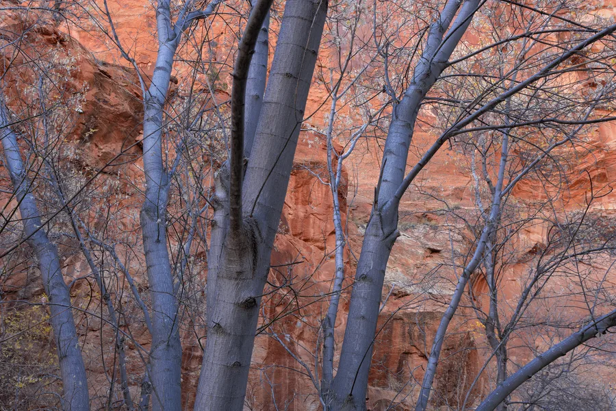 Smooth gray tree trunks and a dense web of mostly bare branches stand in front of an orange-red rock wall, contrasting cool shaded bark with the rough, fractured surface behind them.
