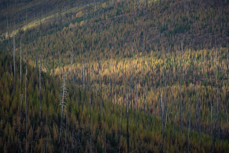 An evergreen forest with layers of trees and foliage.