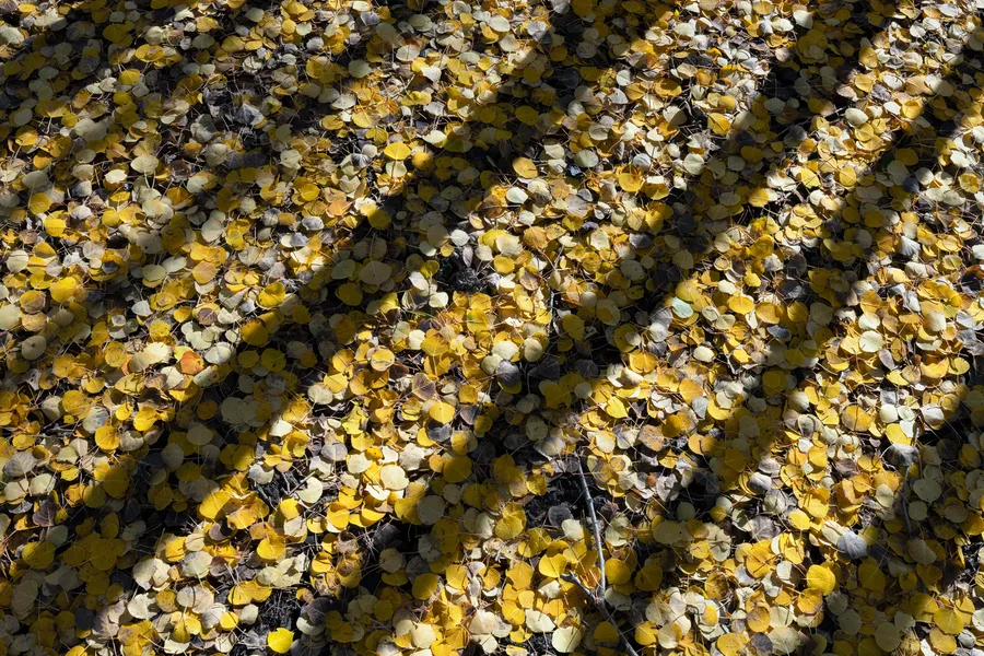 Close view of golden aspen leaves and dark forest shadows.