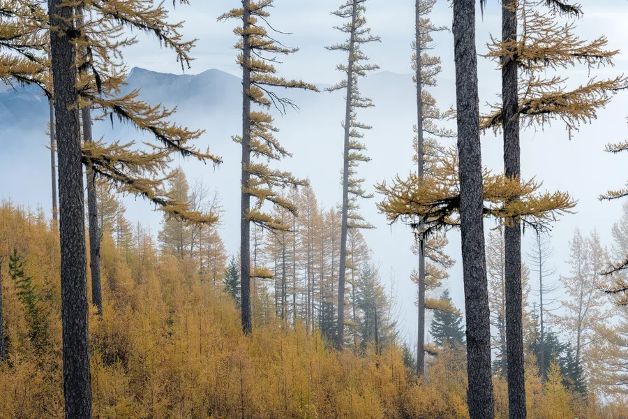 A misty evergreen forest with layers of trees and foliage.