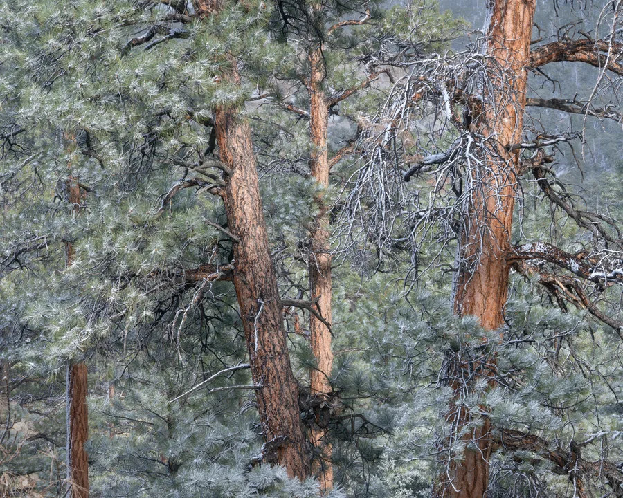 Pine trunks with orange-brown bark rise through dense green needles and tangled bare branches, all lightly dusted with snow, with more trees fading into a muted gray background.