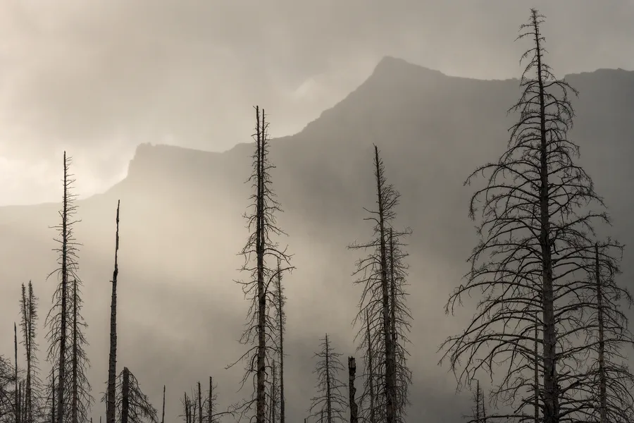 Bare fire-scarred trees stand before misty mountain cliffs.