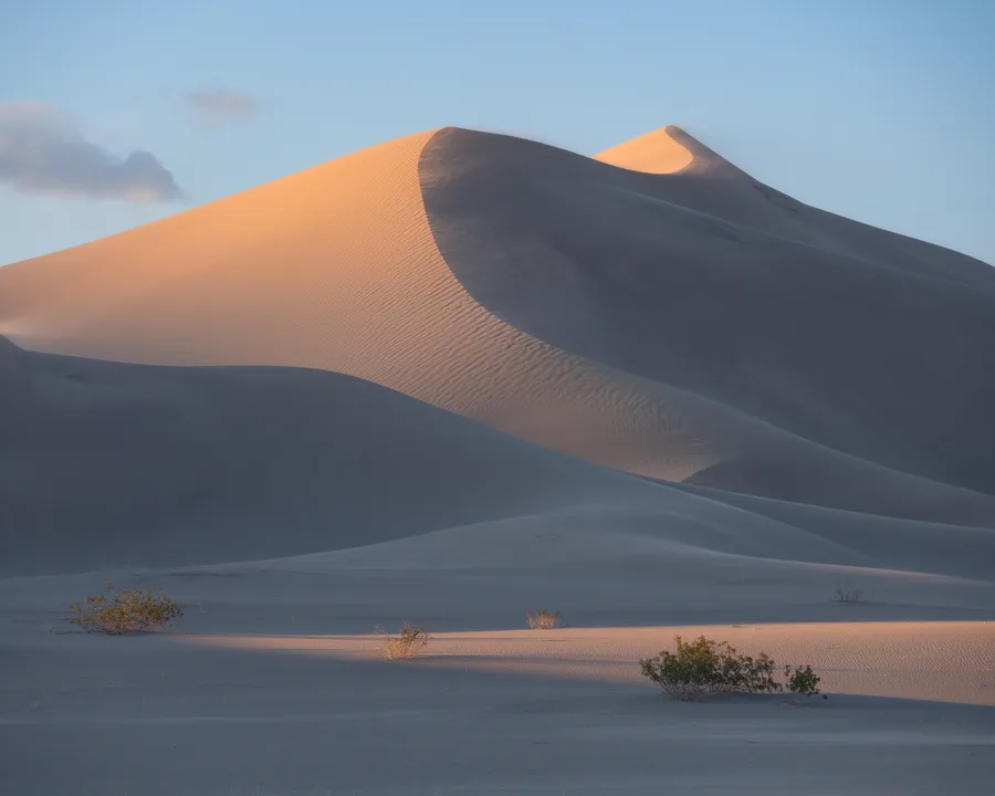 Sweeping sand dunes rise above scattered foreground shrubs, with warm orange light illuminating rippled slopes and curved crests beside deep blue-gray shadows beneath a pale blue sky with a few clouds.