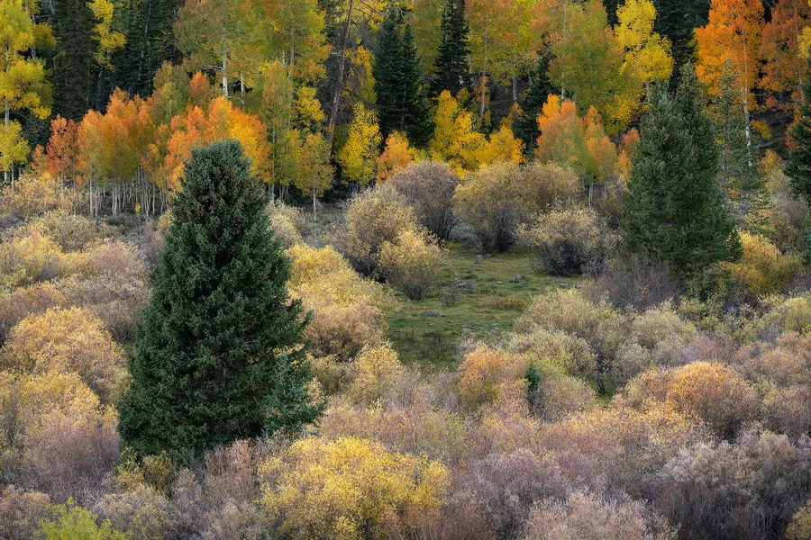 Autumn meadow with yellow trees, grasses, and dark evergreens.