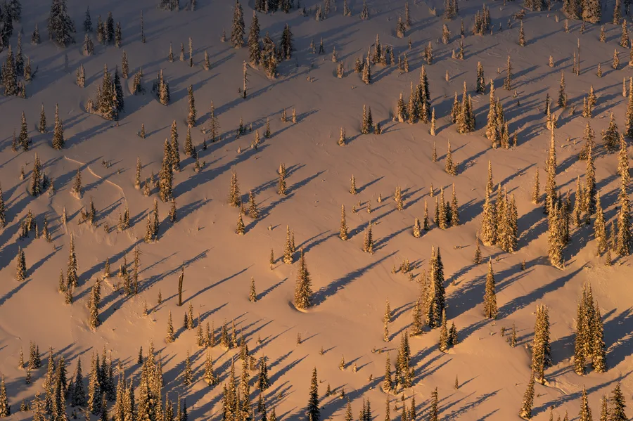Aerial winter forest with long golden shadows across snow.