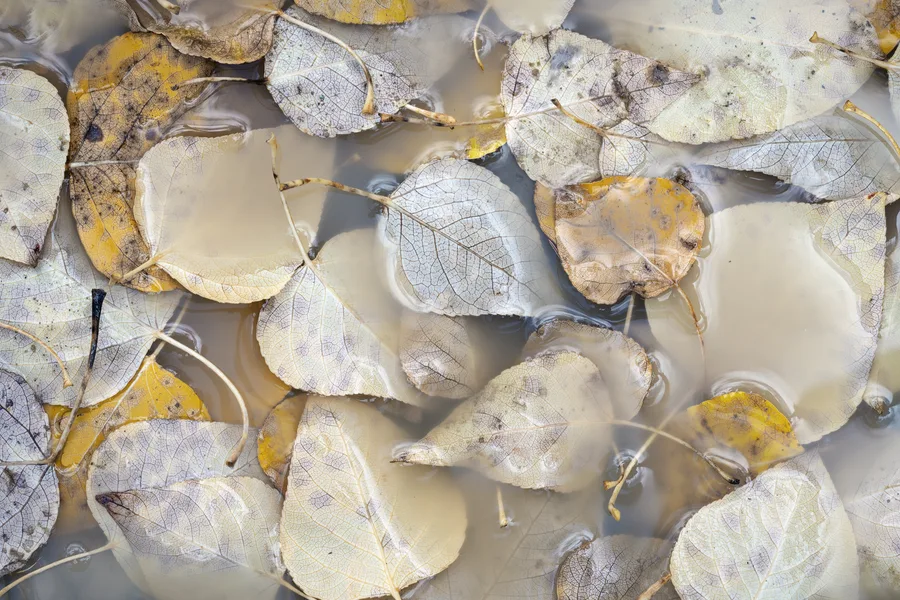 Autumn leaves and organic textures create an intimate landscape detail.