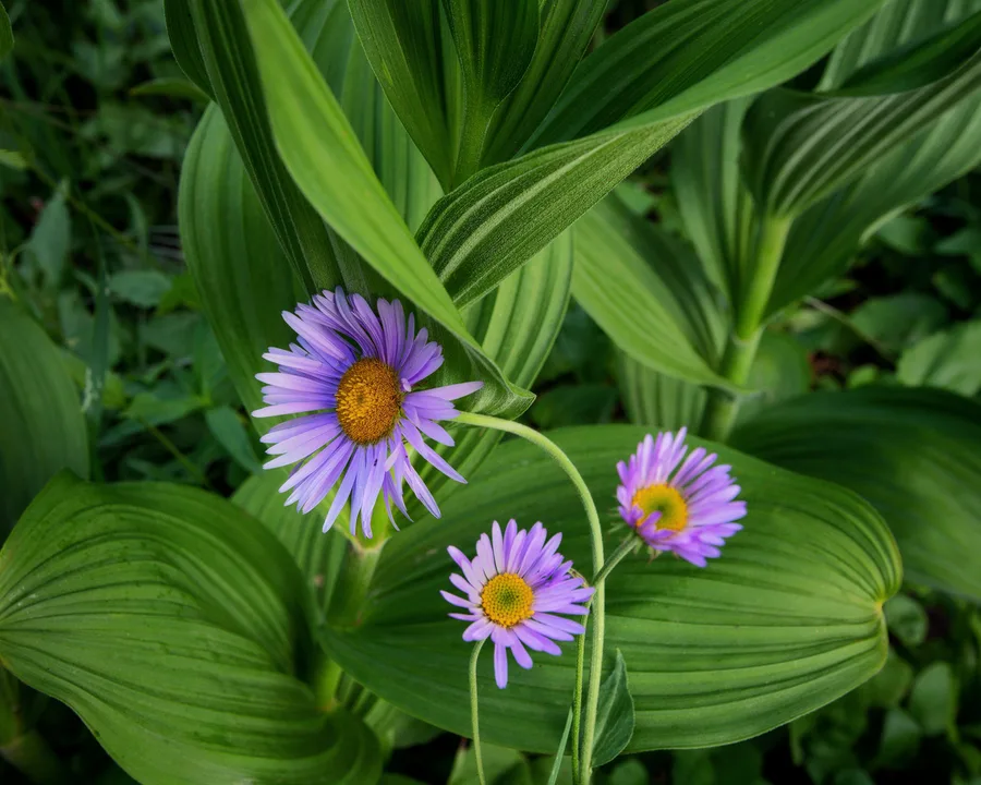 Colorful wildflowers and foliage fill a natural landscape.