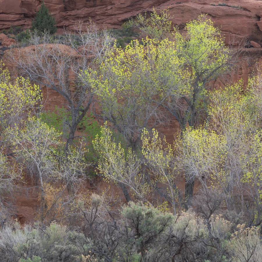 Trees with sparse yellow-green leaves and interlacing gray branches stand against a layered red rock wall, with dense shrubs and dry grasses filling the foreground.