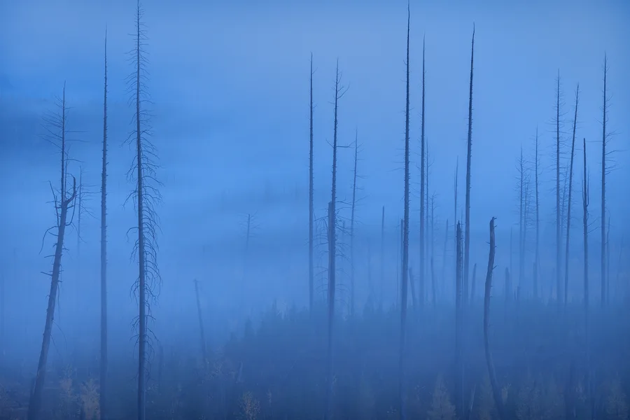 Bare fire-scarred trunks fade into deep blue mountain fog.