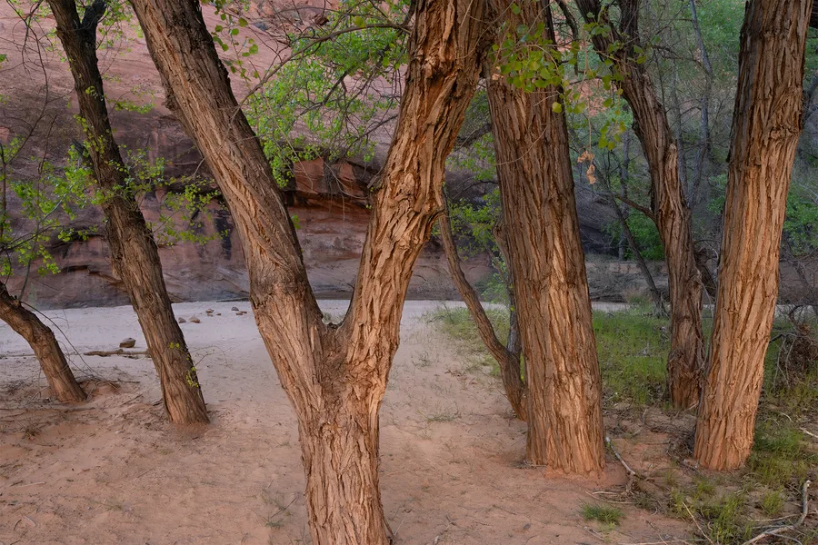 Cottonwood trunks frame a rushing creek in a shaded canyon.