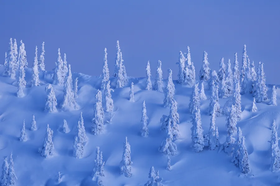 Blue snow ghost trees clustered across a bright snowy slope.