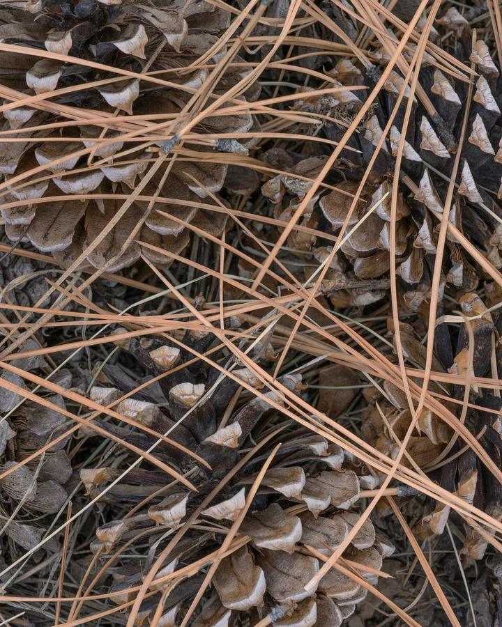 Several brown pine cones with pale-edged woody scales lie among overlapping tan pine needles and bits of bark, filling a close overhead view of the forest floor.