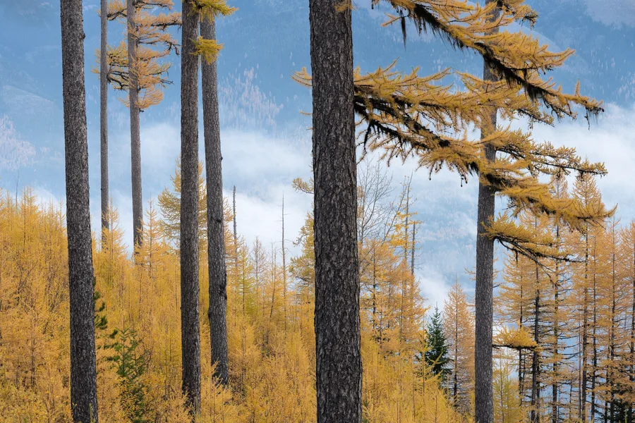A forest with layers of trees and foliage.