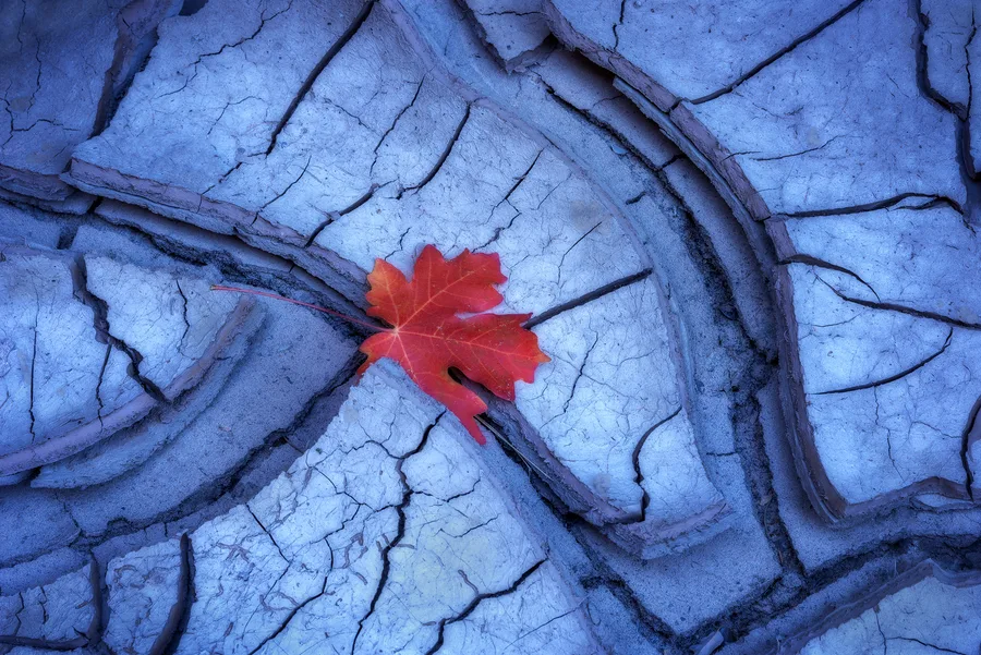 Single red leaf on blue cracked mud and stone texture.