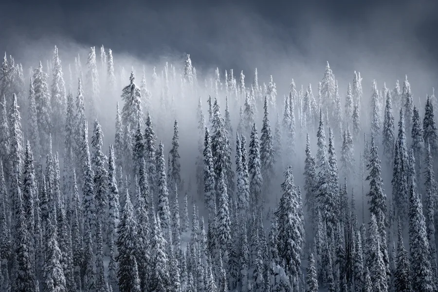 Snowy forest forms disappearing into gray-white mist.