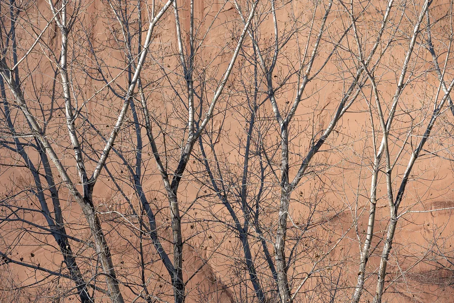 Bare tree branches crossing a warm sandstone background.