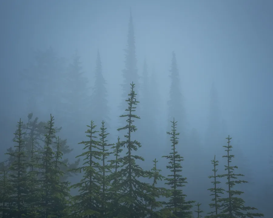 Blue mist and evergreen trees in a quiet western forest.