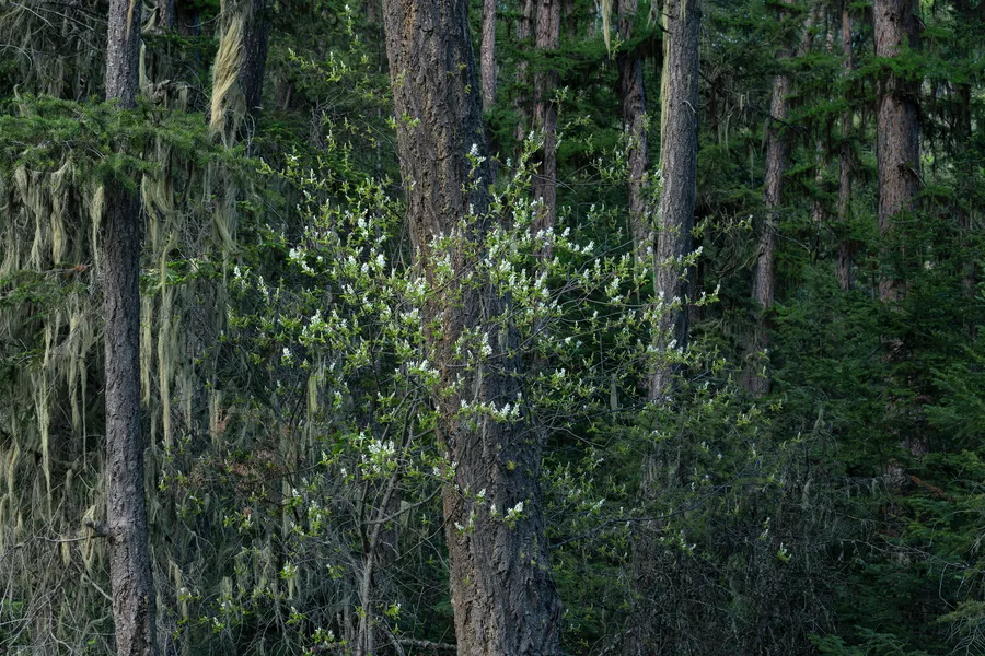 A forest with layers of trees and foliage.