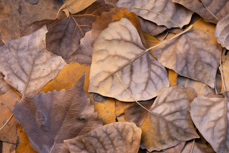 Autumn leaves and organic textures create an intimate landscape detail.
