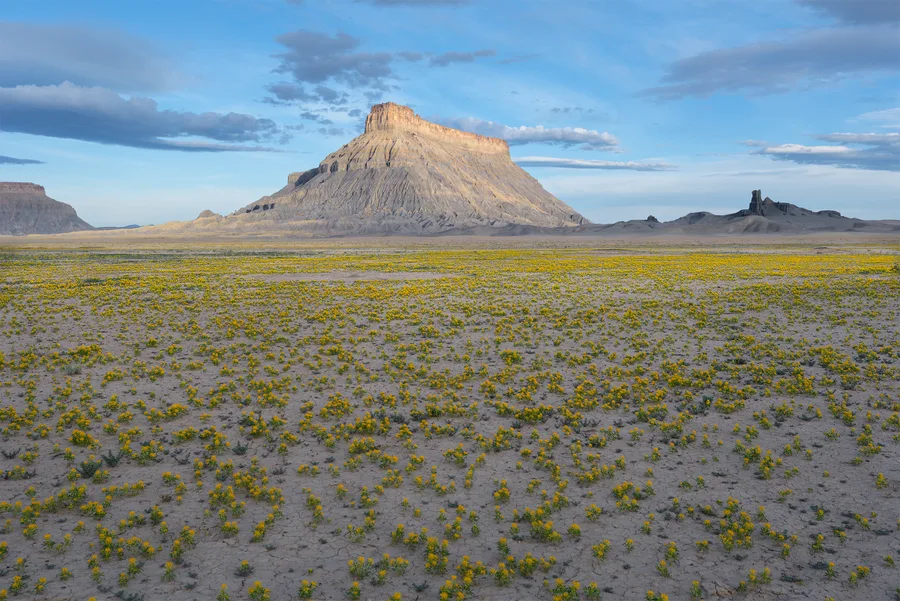 Yellow wildflowers beneath a desert mesa and blue sky.