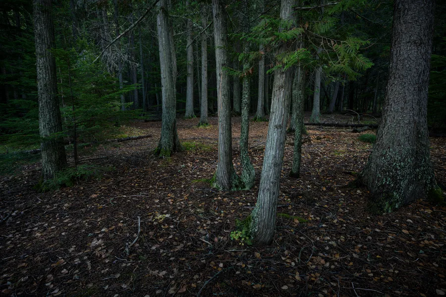 A forest with layers of trees and foliage.