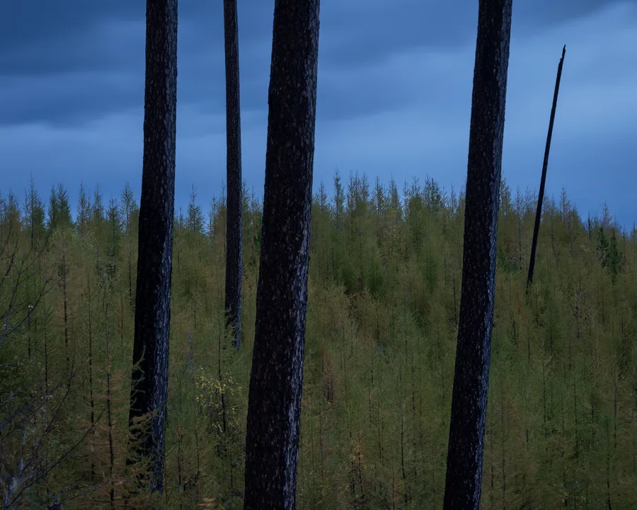A forest with layers of trees and foliage.