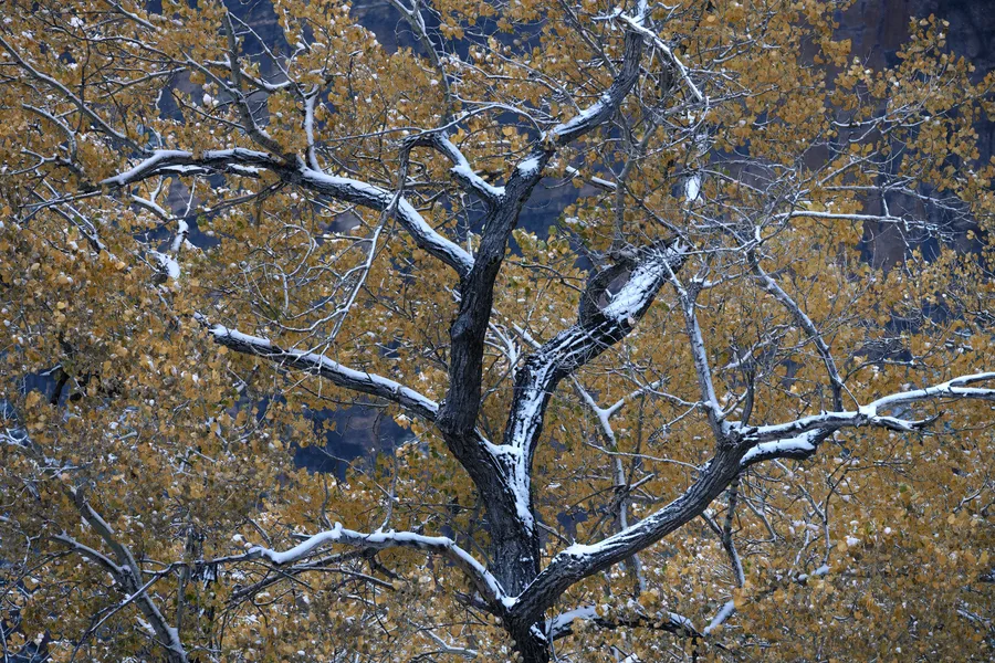 Snow traces the branching limbs of a tree against a cool winter backdrop.