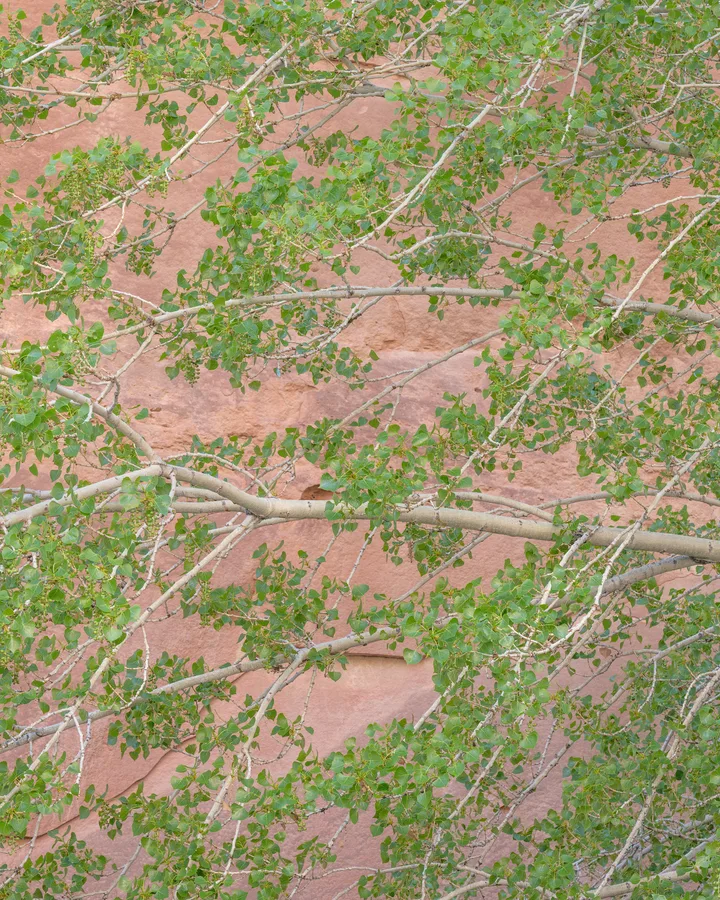 Pale gray tree branches crisscross a pink rock face, with clusters of small green leaves and dangling seed pods forming a dense lattice against the stone’s rounded contours and cracks.