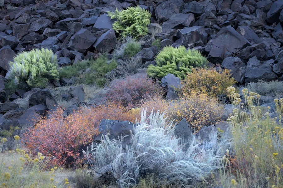 Foliage, wood, and organic textures create an intimate landscape detail.