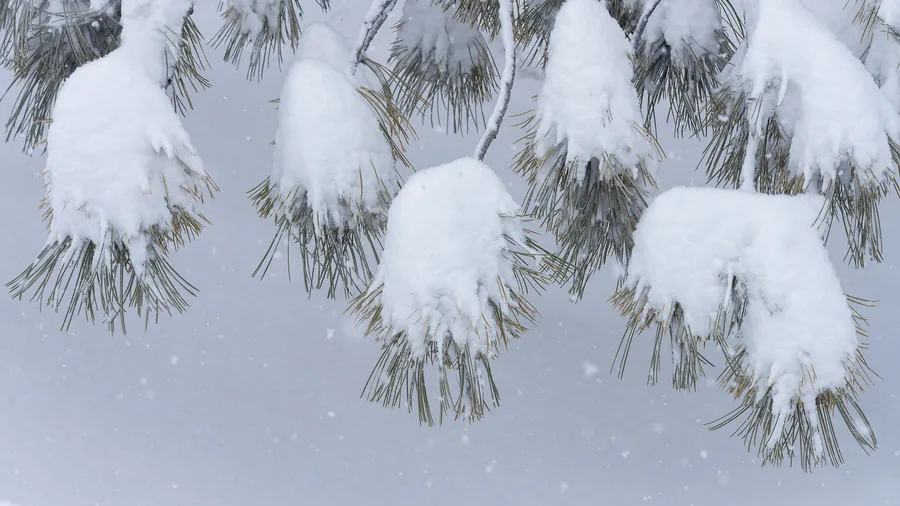 Pine branches hang beneath thick clumps of white snow, with long green needles extending below the snow and scattered falling flakes visible against a softly blurred gray background.