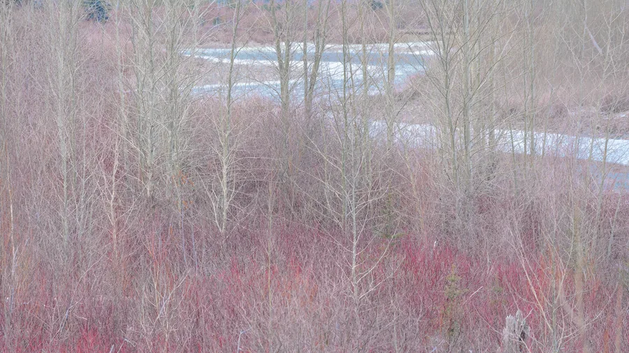 Bare red shrubs create a soft abstract pattern across a wintry forest floor.
