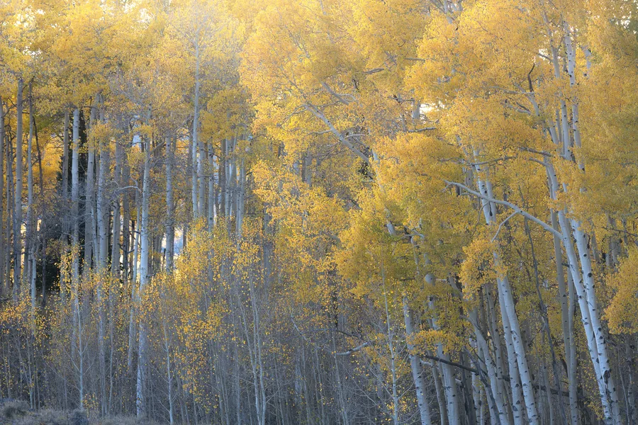 Golden aspen forest softened by mist and backlight.