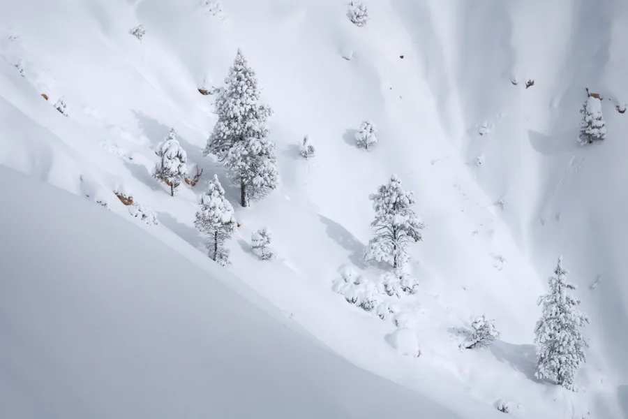 Snow-laden evergreen trees dot a steep, deeply snow-covered slope, casting soft blue-gray shadows across rounded drifts, with scattered exposed rocks and a smooth diagonal snowbank filling the foreground.