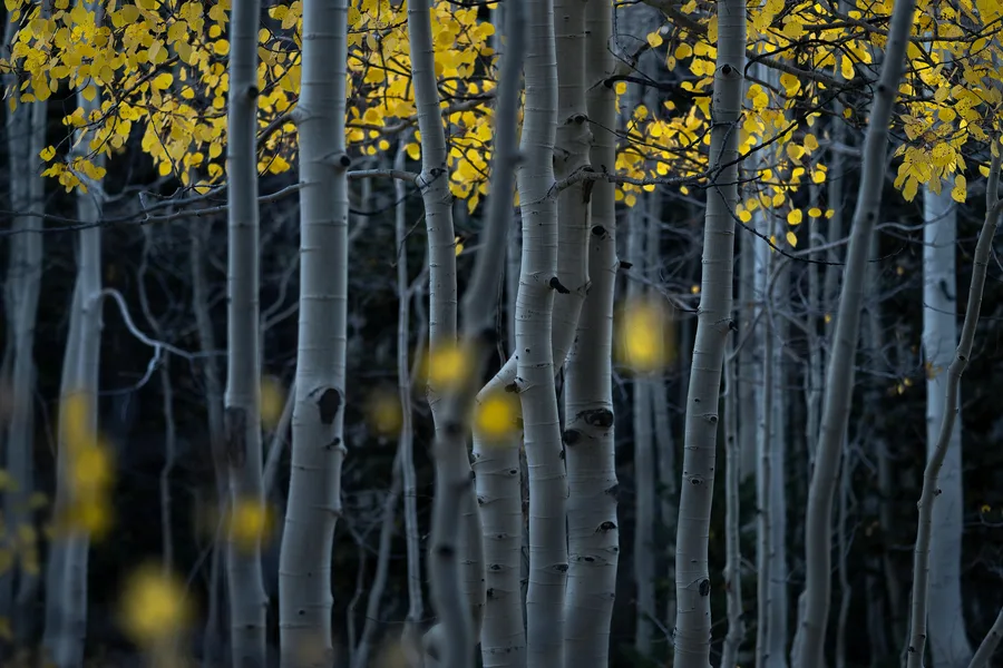 Closely spaced pale gray tree trunks rise through a dark woodland, with bright yellow leaves across the upper branches and scattered blurred leaves in the foreground.