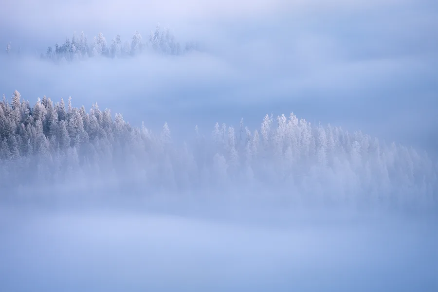 Snow-covered trees fade into a quiet veil of winter mist.
