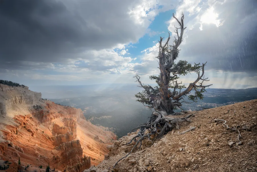 Dead tree and storm light above a dramatic desert canyon.
