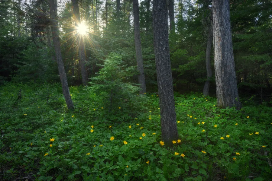 Colorful wildflowers and foliage fill a natural landscape.