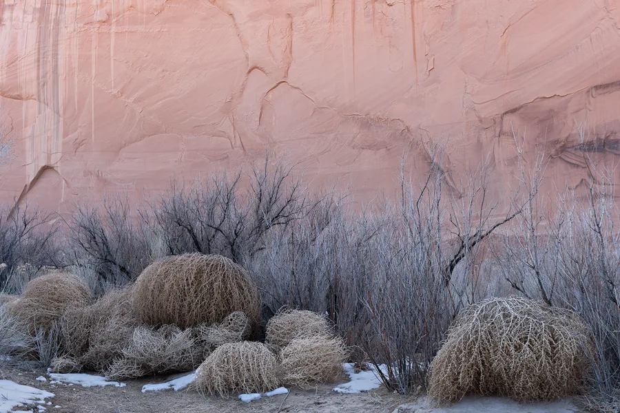 Desert grasses and round cacti against a pale sandstone wall.