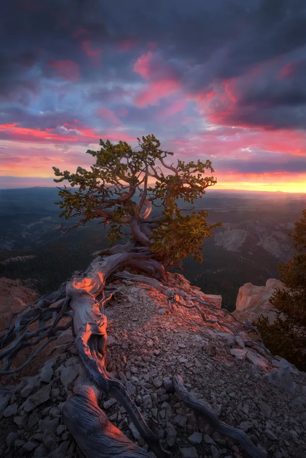Sunset-lit tree on a cliff edge beneath red and purple clouds.