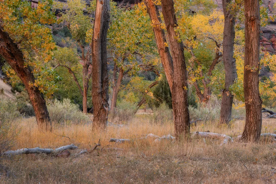 Cottonwood trees glowing in a warm desert canyon.