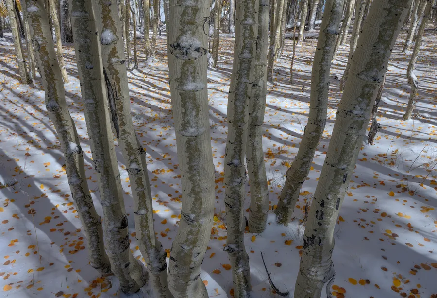 An autumn forest with layers of trees and foliage.