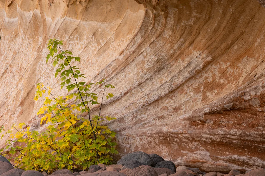 A leafy shrub with green and yellow foliage rises among rounded foreground rocks against a towering orange sandstone wall streaked with sweeping curved bands and pale mineral patches.