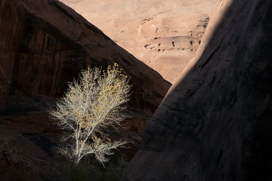 A tree with pale branches and sparse yellow leaves catches sunlight between towering sandstone walls, framed by deep shadows beneath a sunlit reddish rock face.