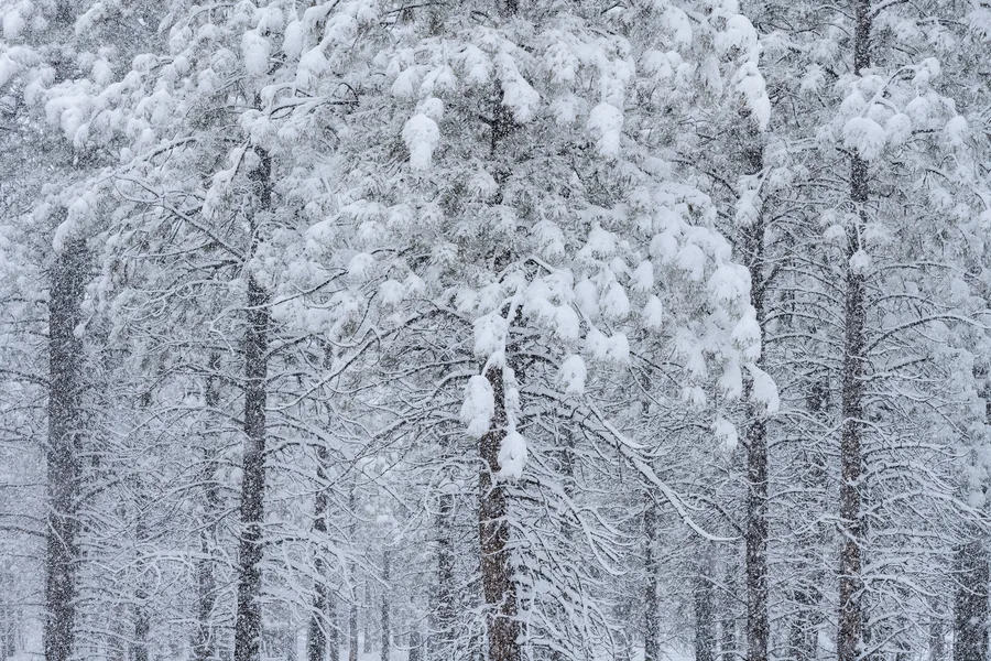 Dense forest trees fill the frame as falling snow veils dark trunks and interlacing branches, with thick clumps of white snow weighing down the evergreen foliage.