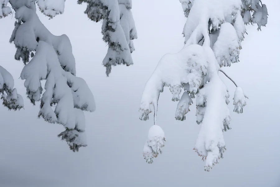 Evergreen branches droop beneath thick layers of snow, with small clusters of dark needles showing through rounded white masses against a softly blurred blue-gray background.